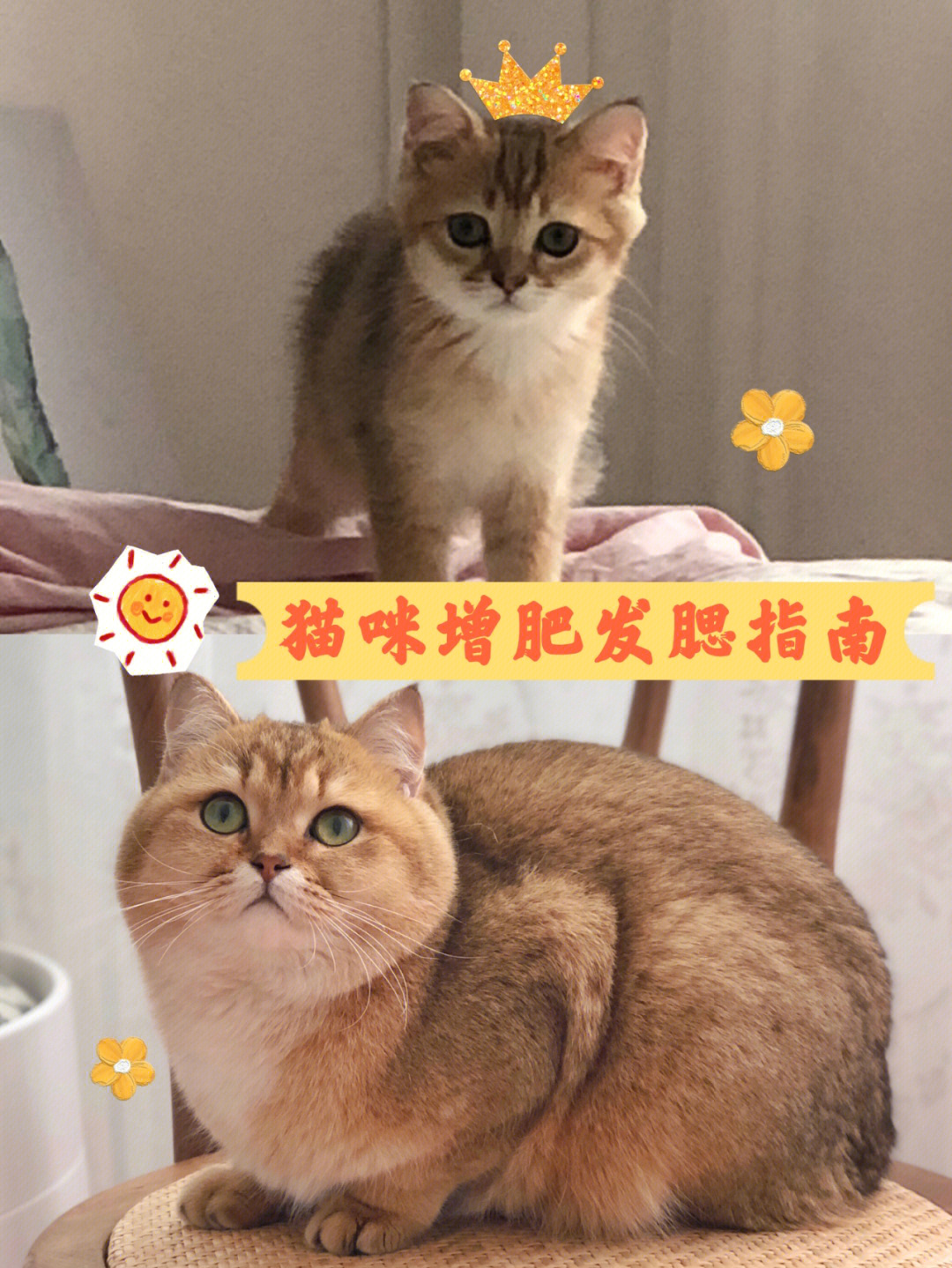 猫咪增肥发腮指南猫崽圆乎变大脸的诀窍