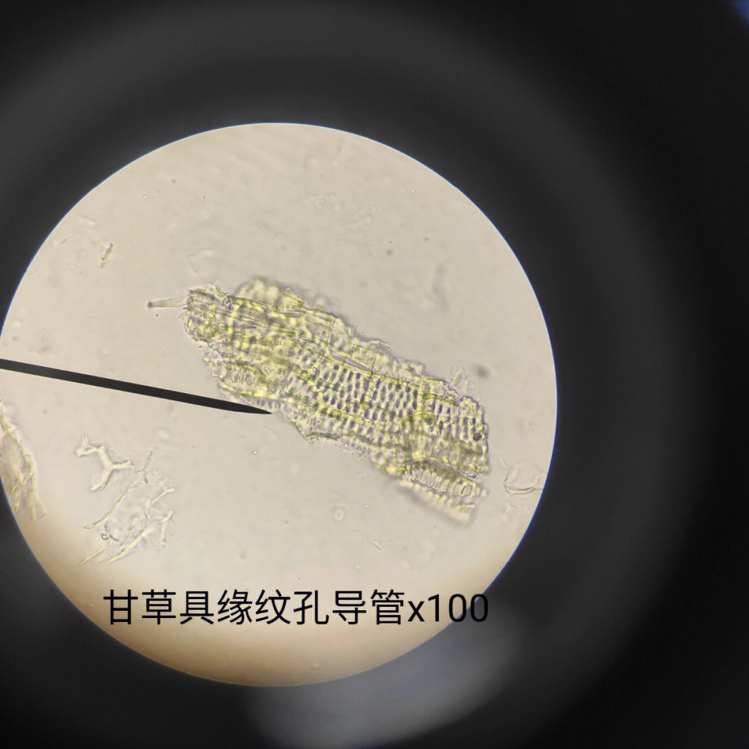 浙贝母粉末显微图图片