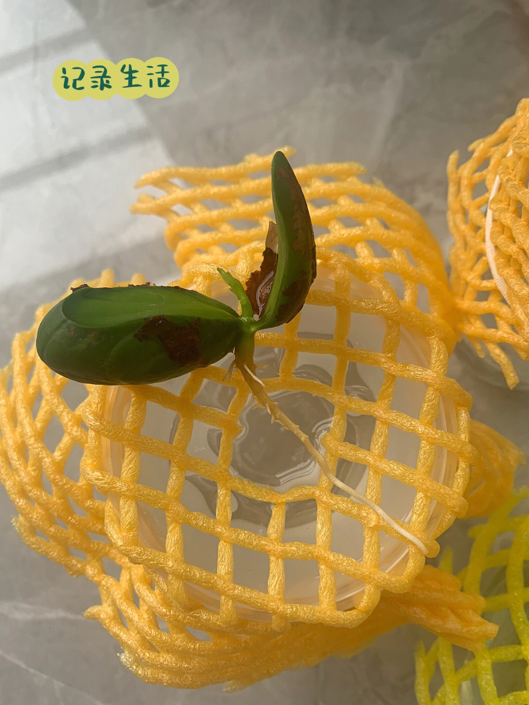 菠萝蜜的核发芽图片