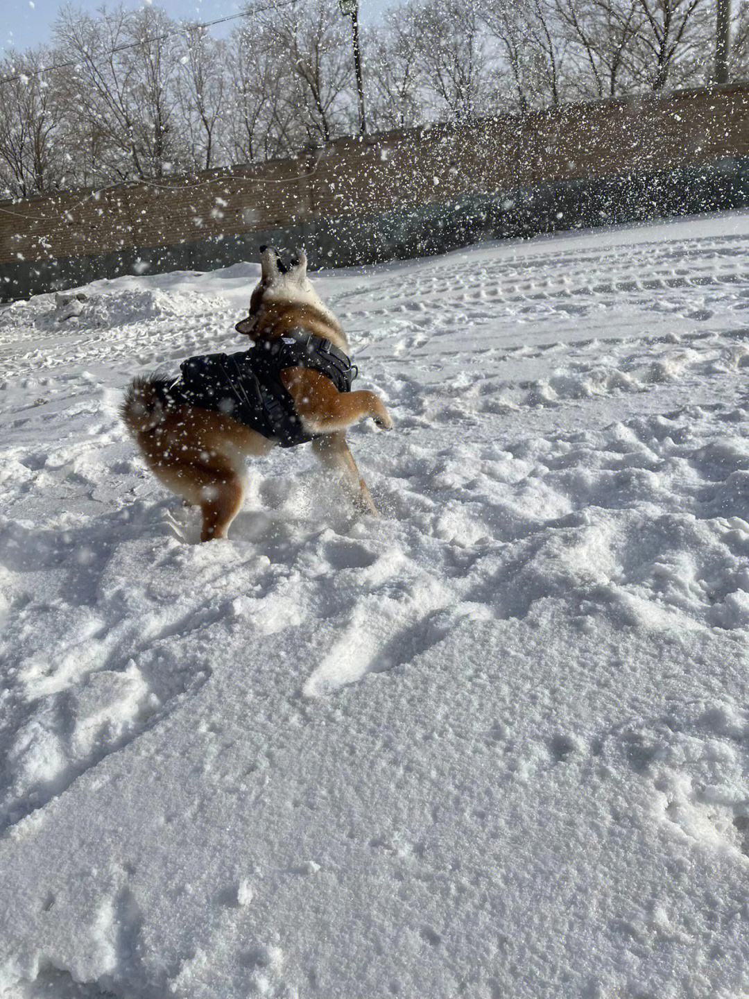 雪中狗子