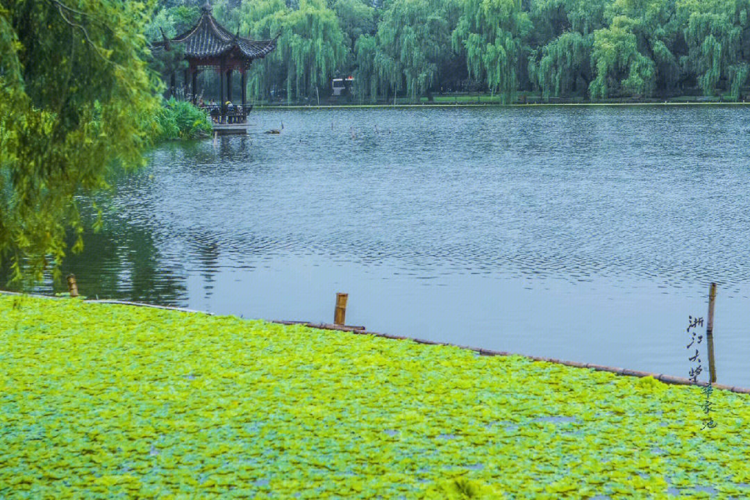 浙江农业大学女生夏图片