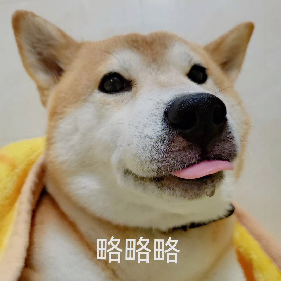 麻了表情包柴犬图片