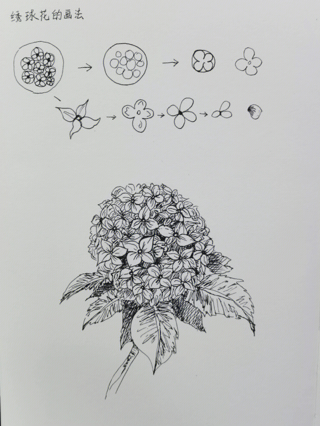绣球花手绘铅笔图片
