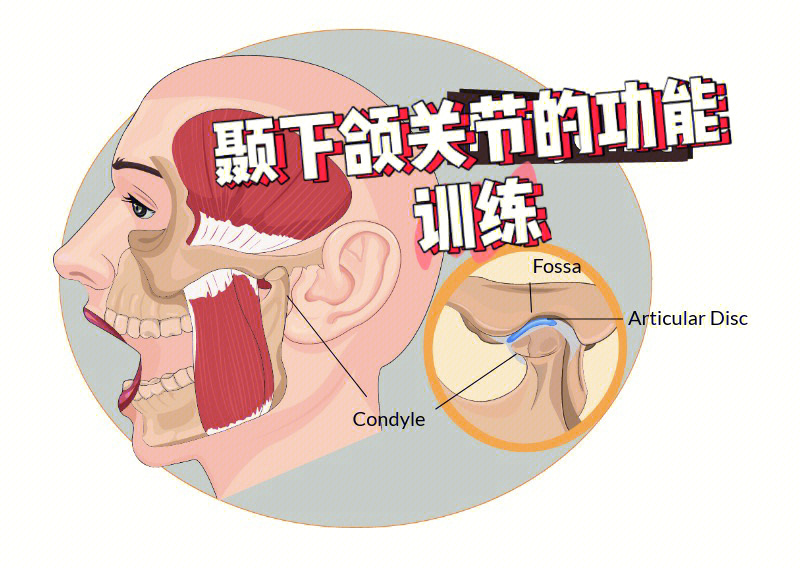 颞下间隙图片