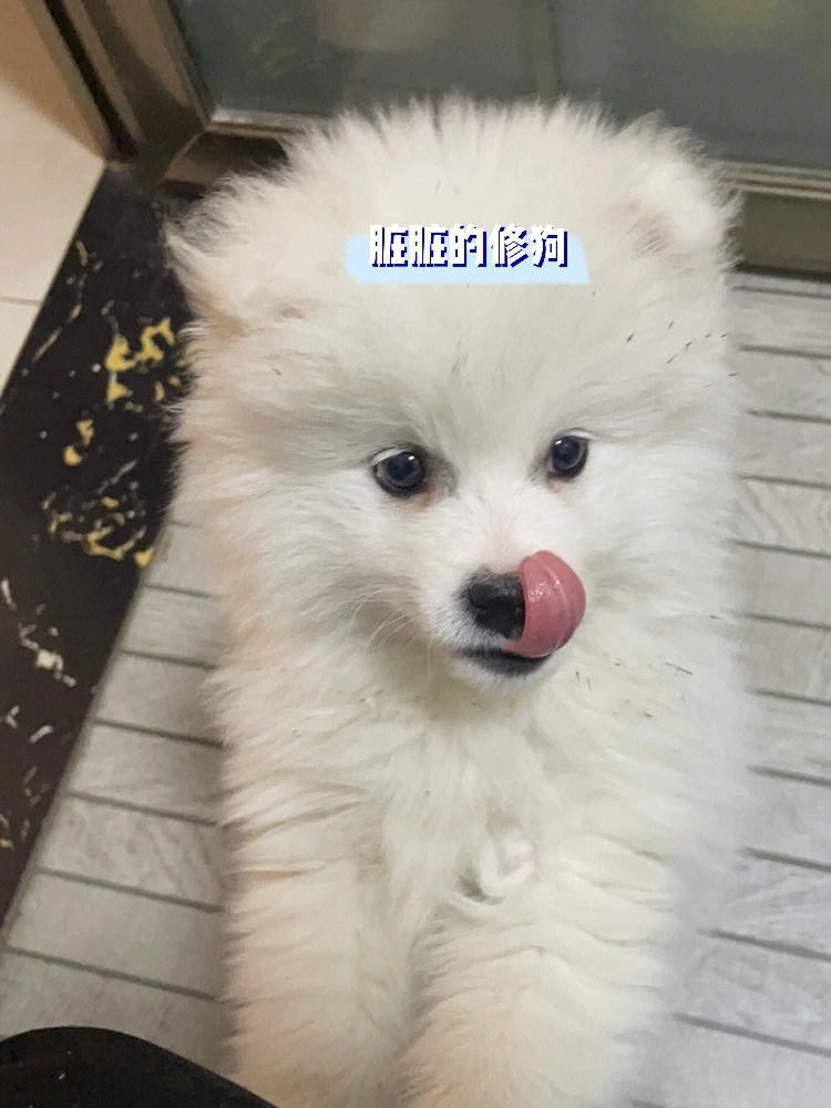 博美幼犬