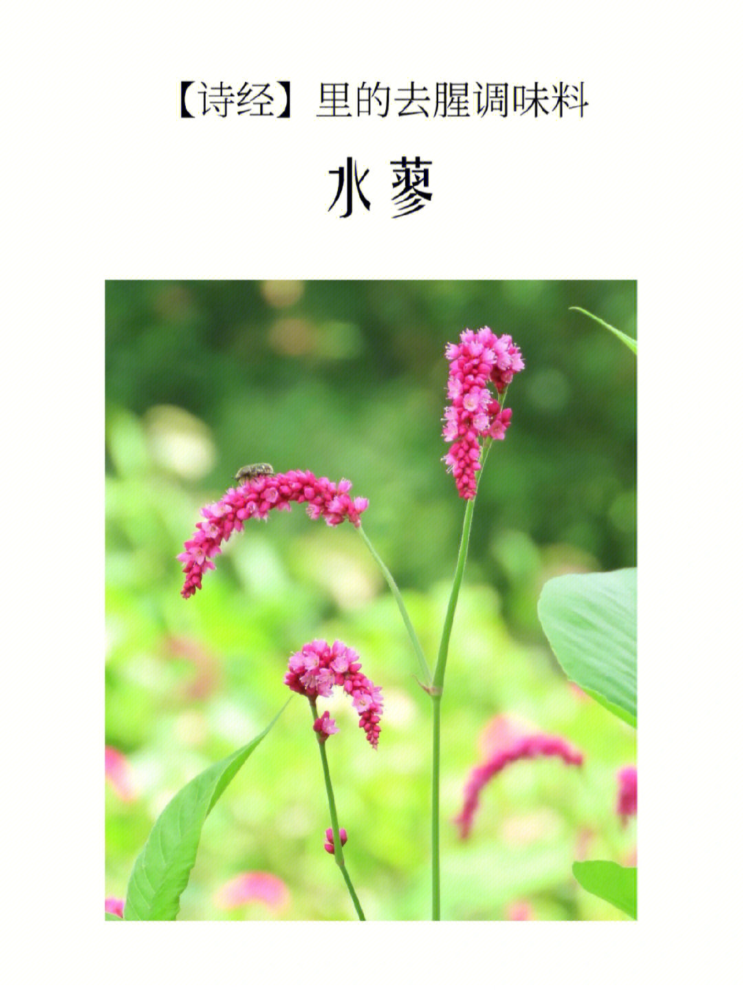 9月花市花材—水蓼