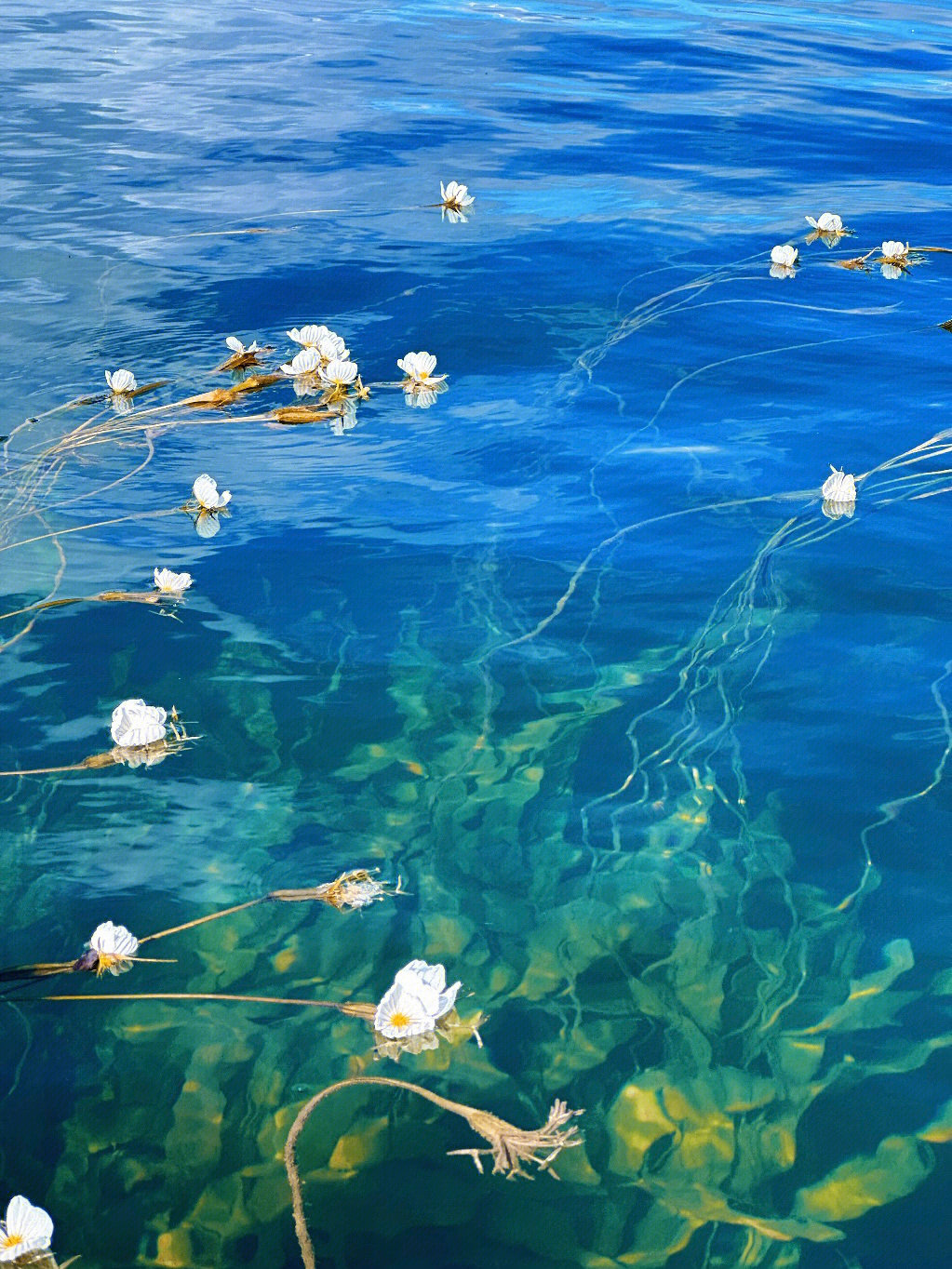 泸沽湖水性杨花值得