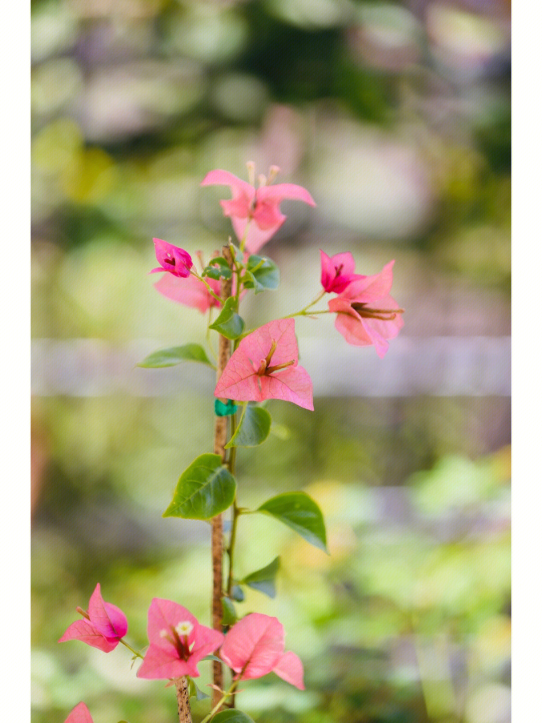 三角梅的花期