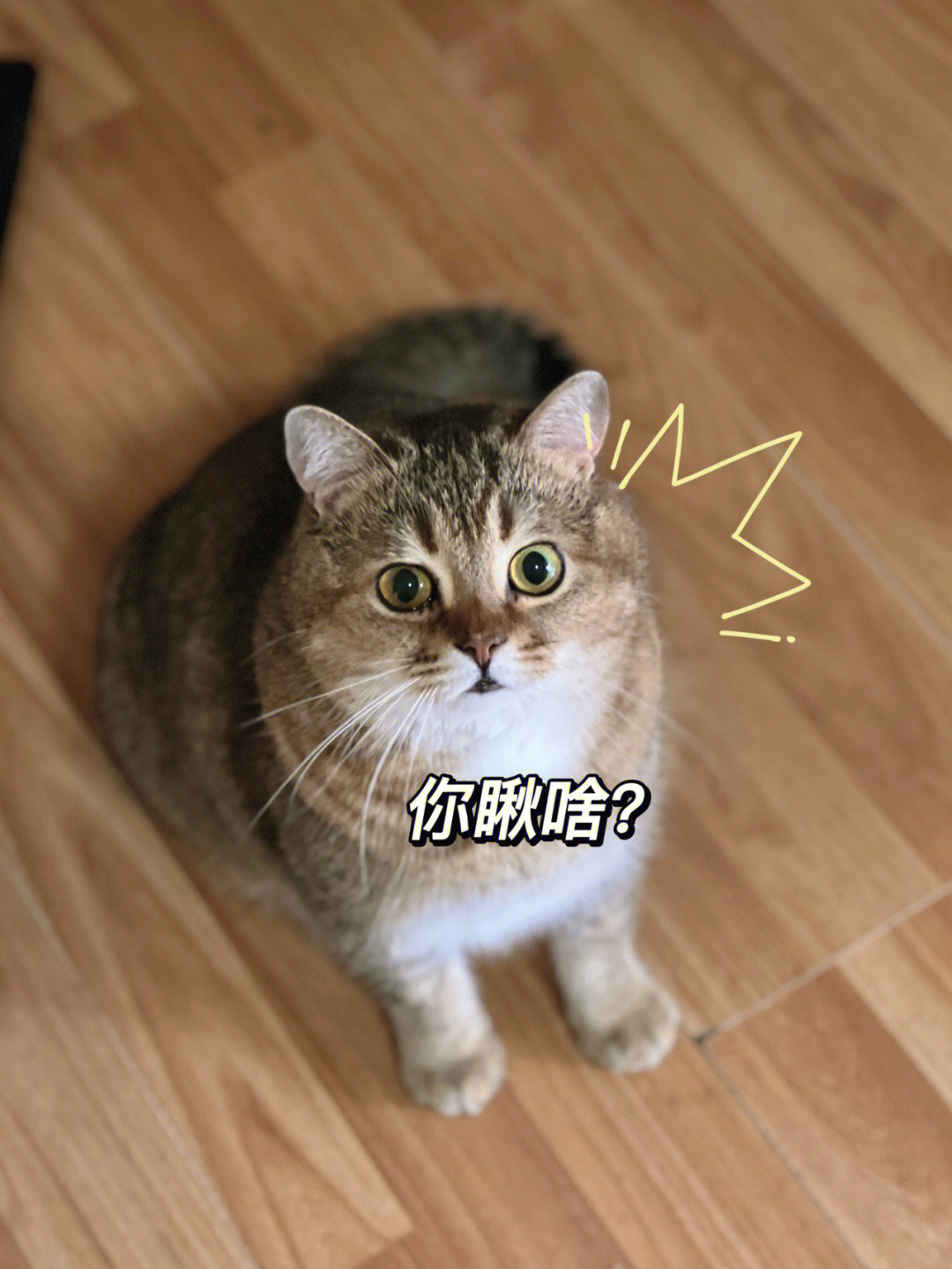 萌猫养成罐图片