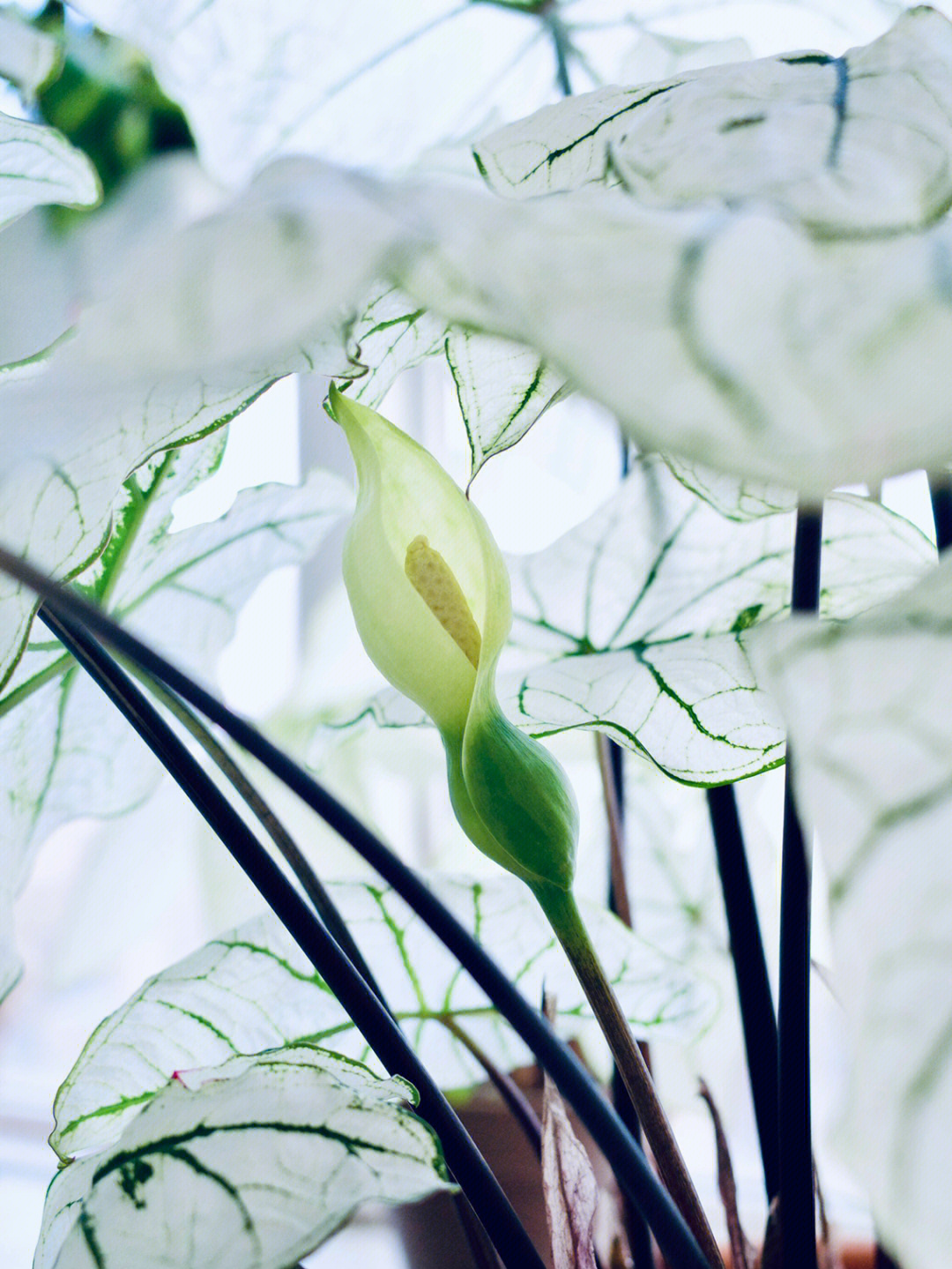 彩叶芋开花了