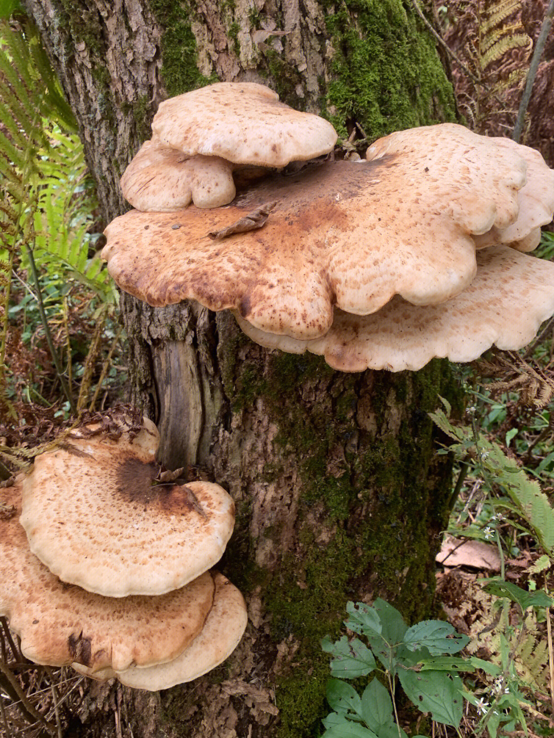 这些长在木头上的大蘑菇是什么啊