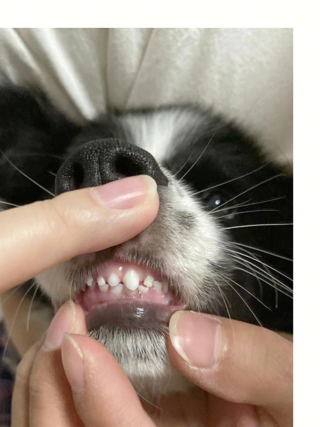 狗狗牙齿对照表图片