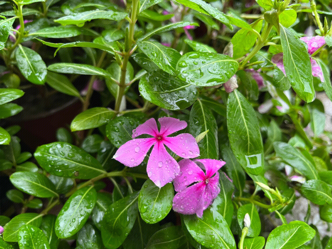 雨后美景图片