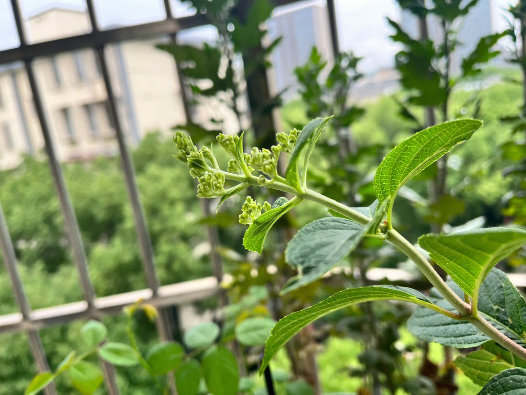 香草草莓绣球种植方法图片