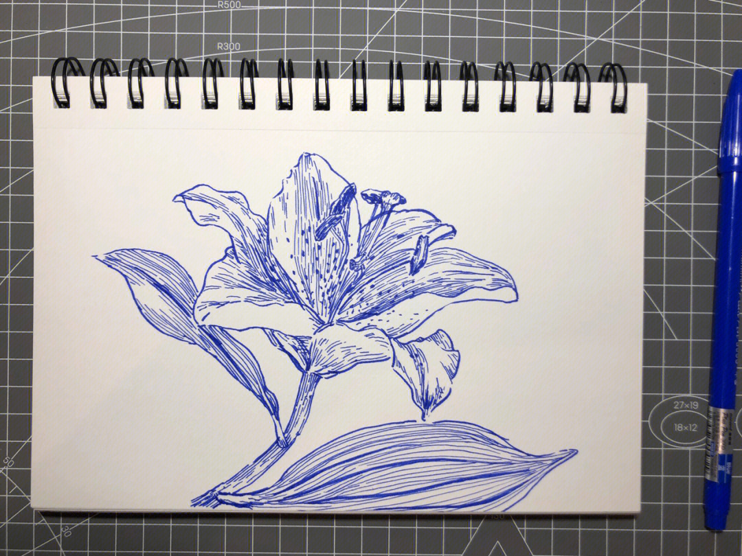 钢笔画素描百合花