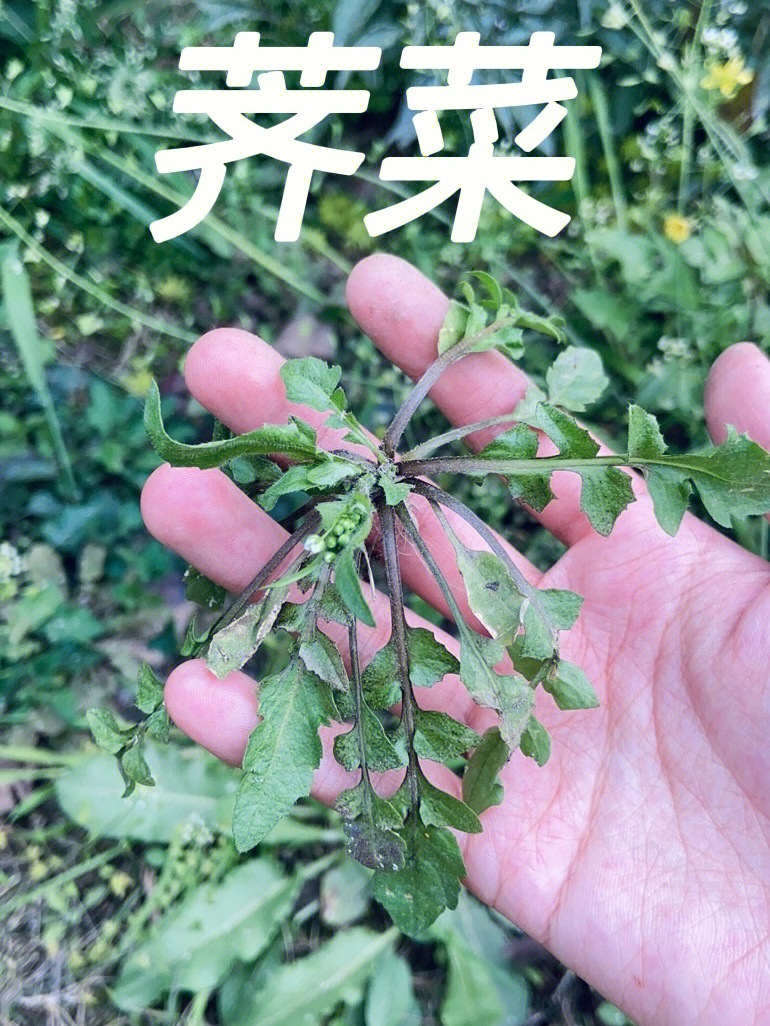 春天挖野菜的诗图片