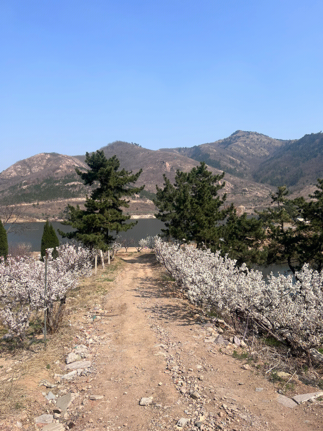 青岛棉花村清明小记