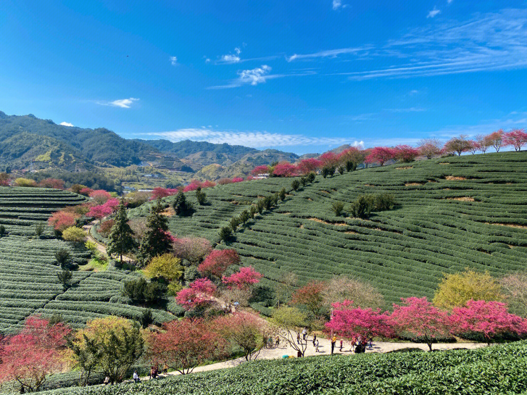 永福台品樱花茶园