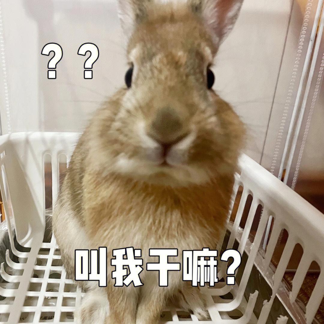 兔兔表情包哈哈哈