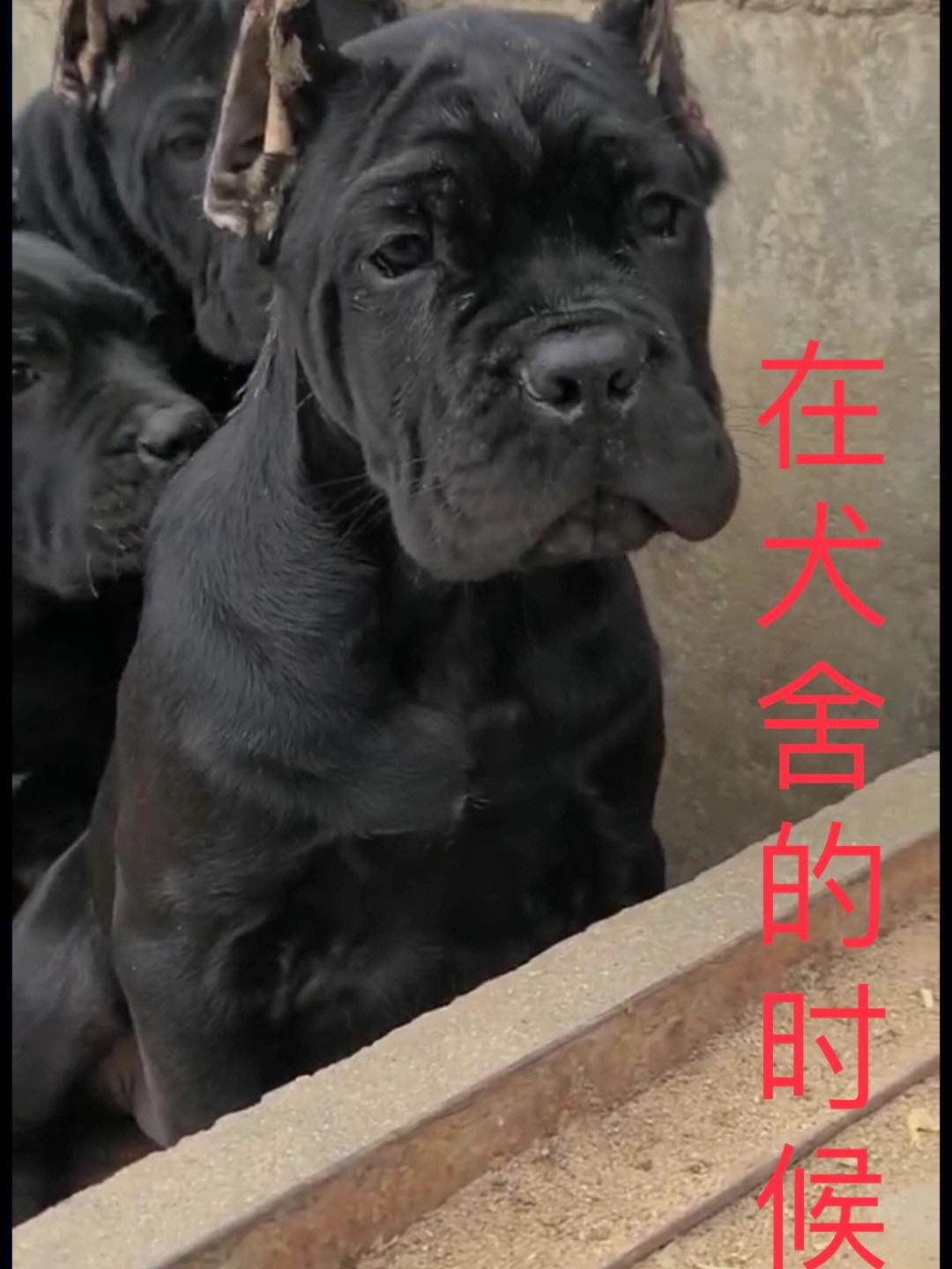 卡斯罗犬