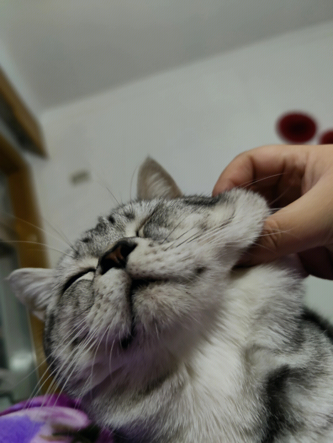 猫咪发腮过程图片