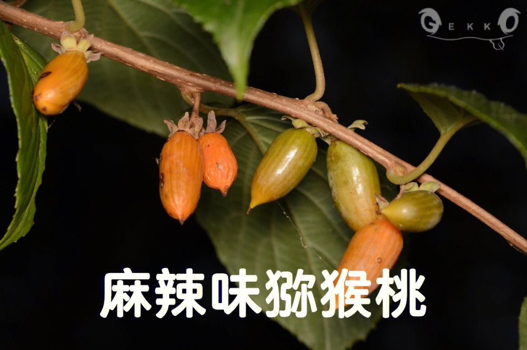 葛枣猕猴桃,和市场上常见的猕猴桃长得不太一样,但不可否认它也是