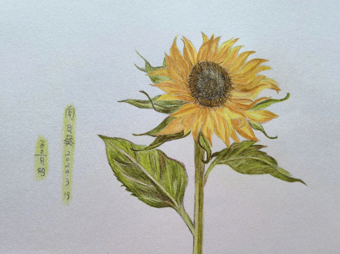 彩铅临摹向日葵追寻阳光