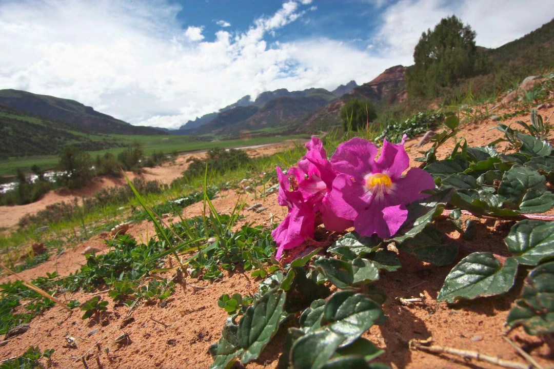92藏波罗花是青藏高原特有的草本植物,生长在海拔3600—5000米的