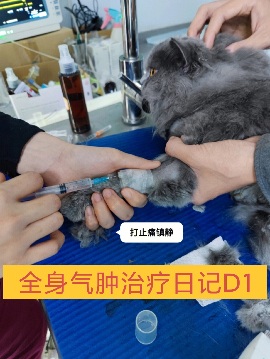 猫咪全身皮下气肿处理过程2
