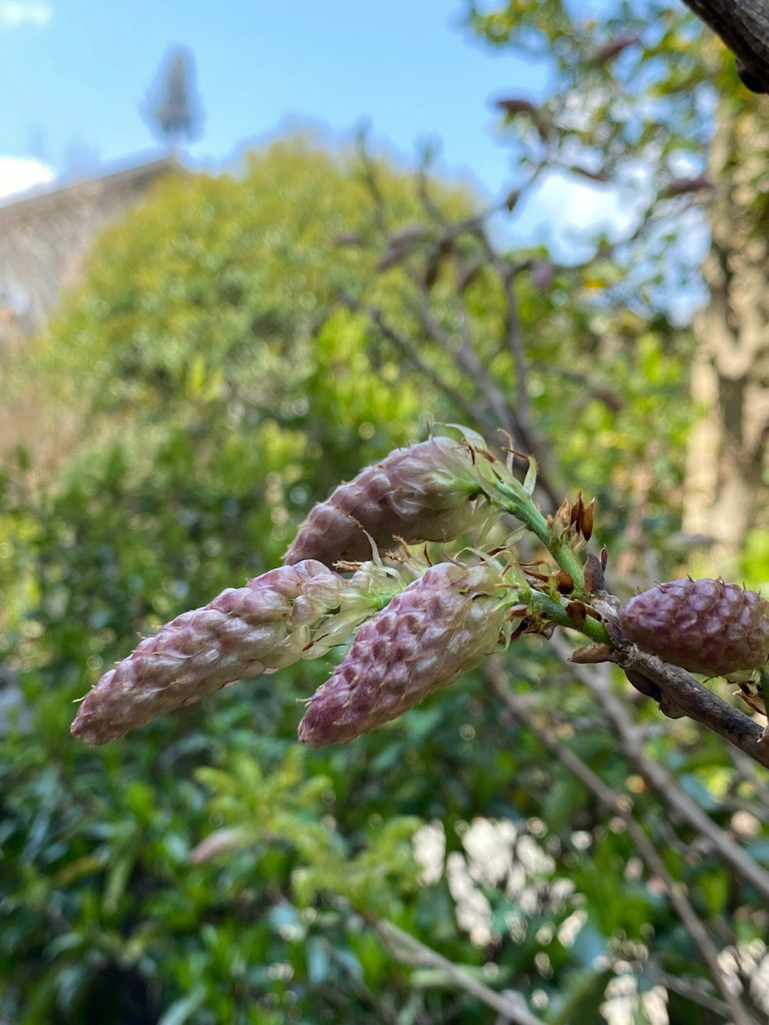 紫藤花苞什么样子图片