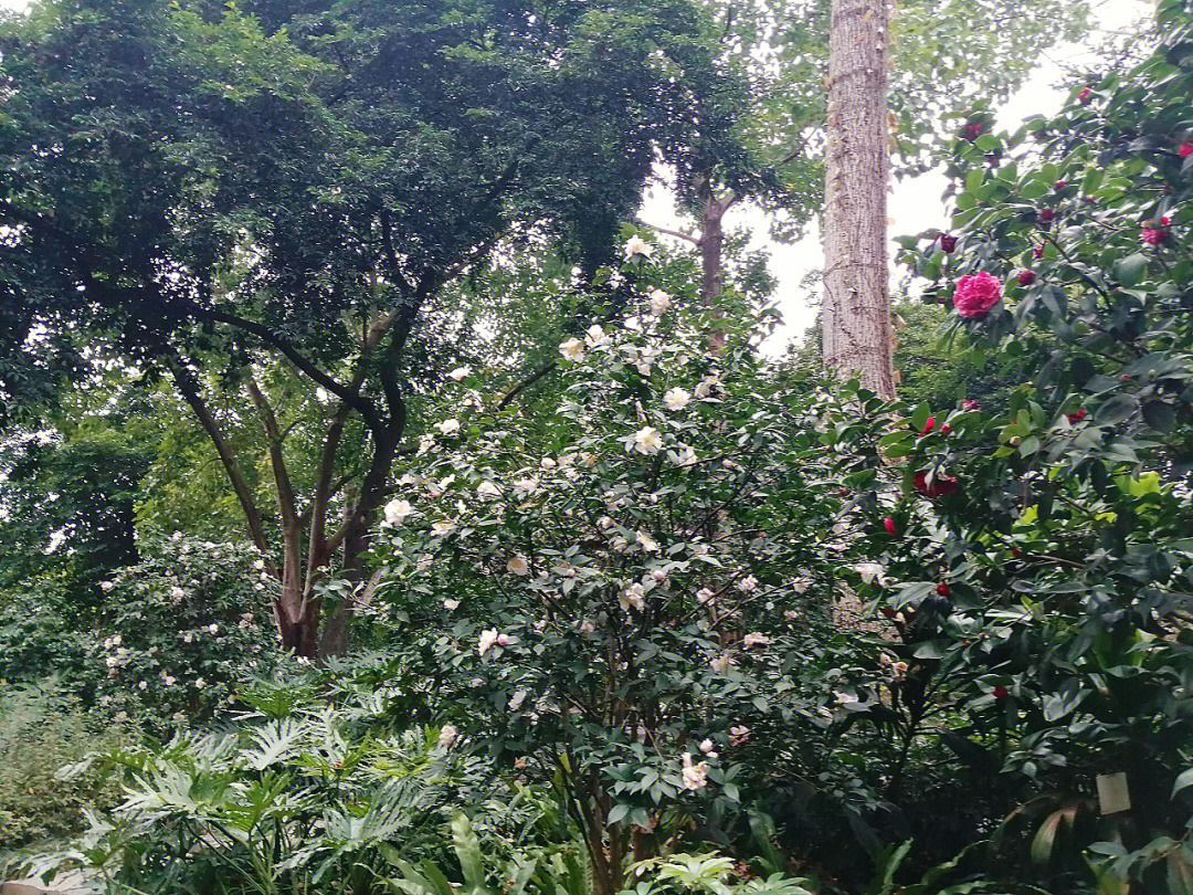 南宁金花茶公园的茶花品种多,现在正是开花期,行走于小路和木栈道上