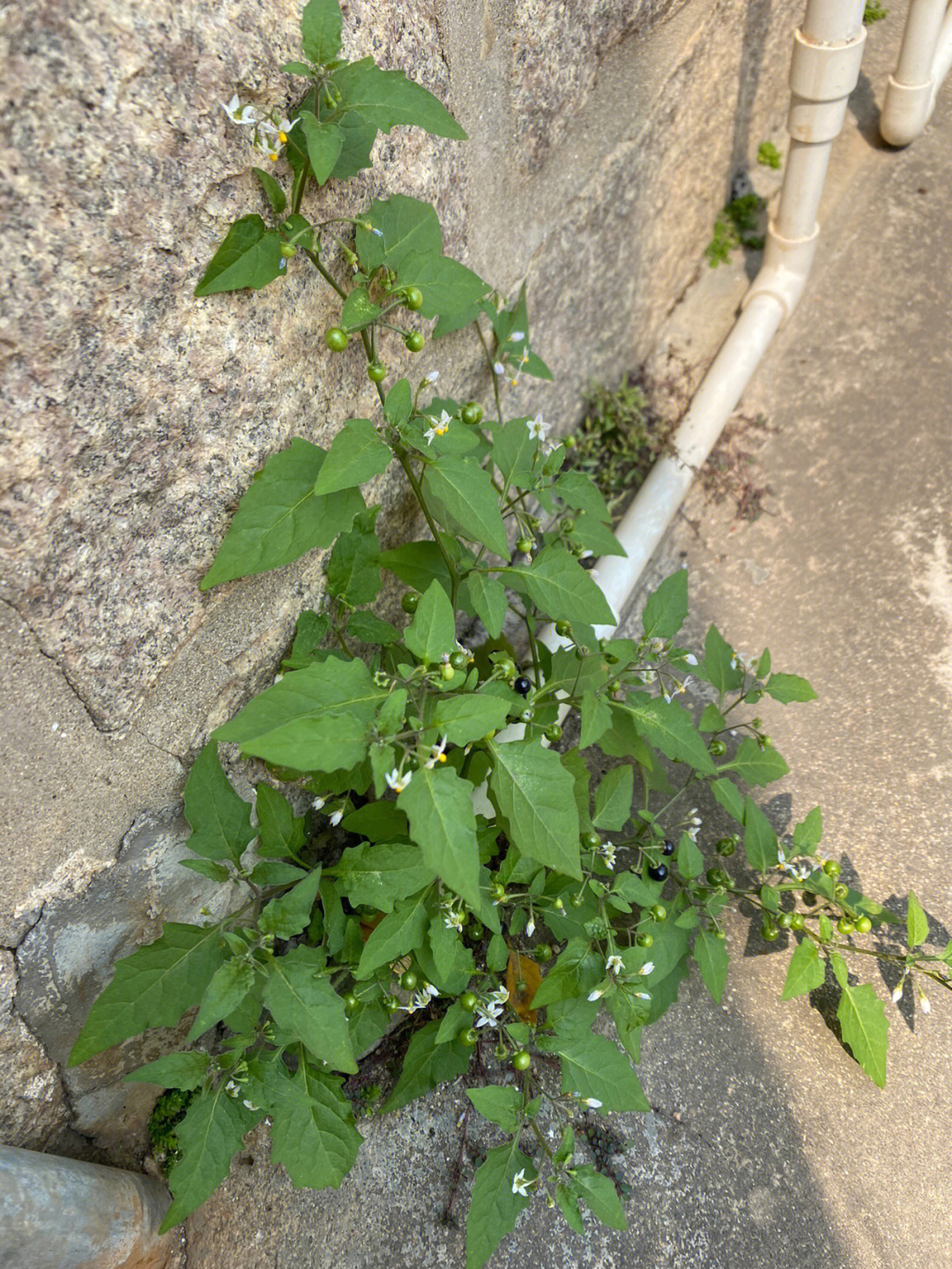 白花菜的功效图片