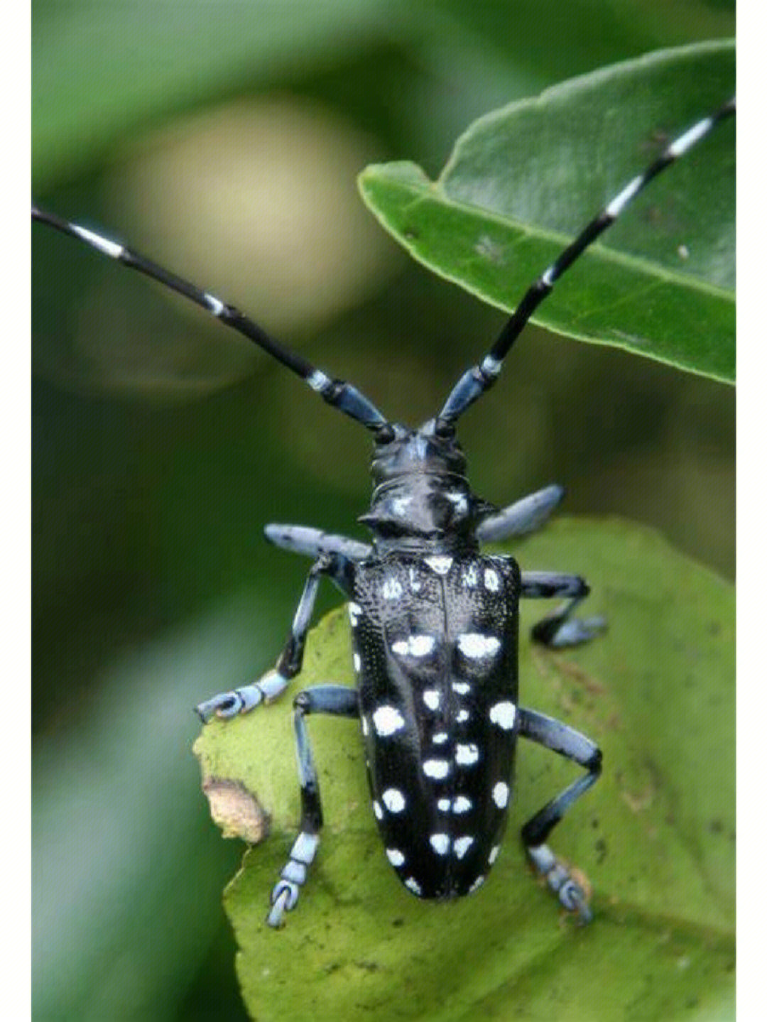 名:星天牛学名:anoplophora chinensis别名:橘星天牛,牛头夜叉,花牯牛