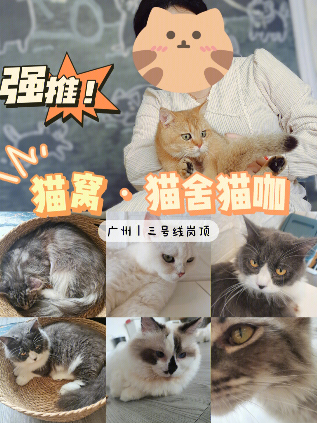 广州猫咖探店之猫窝61猫舍猫咖