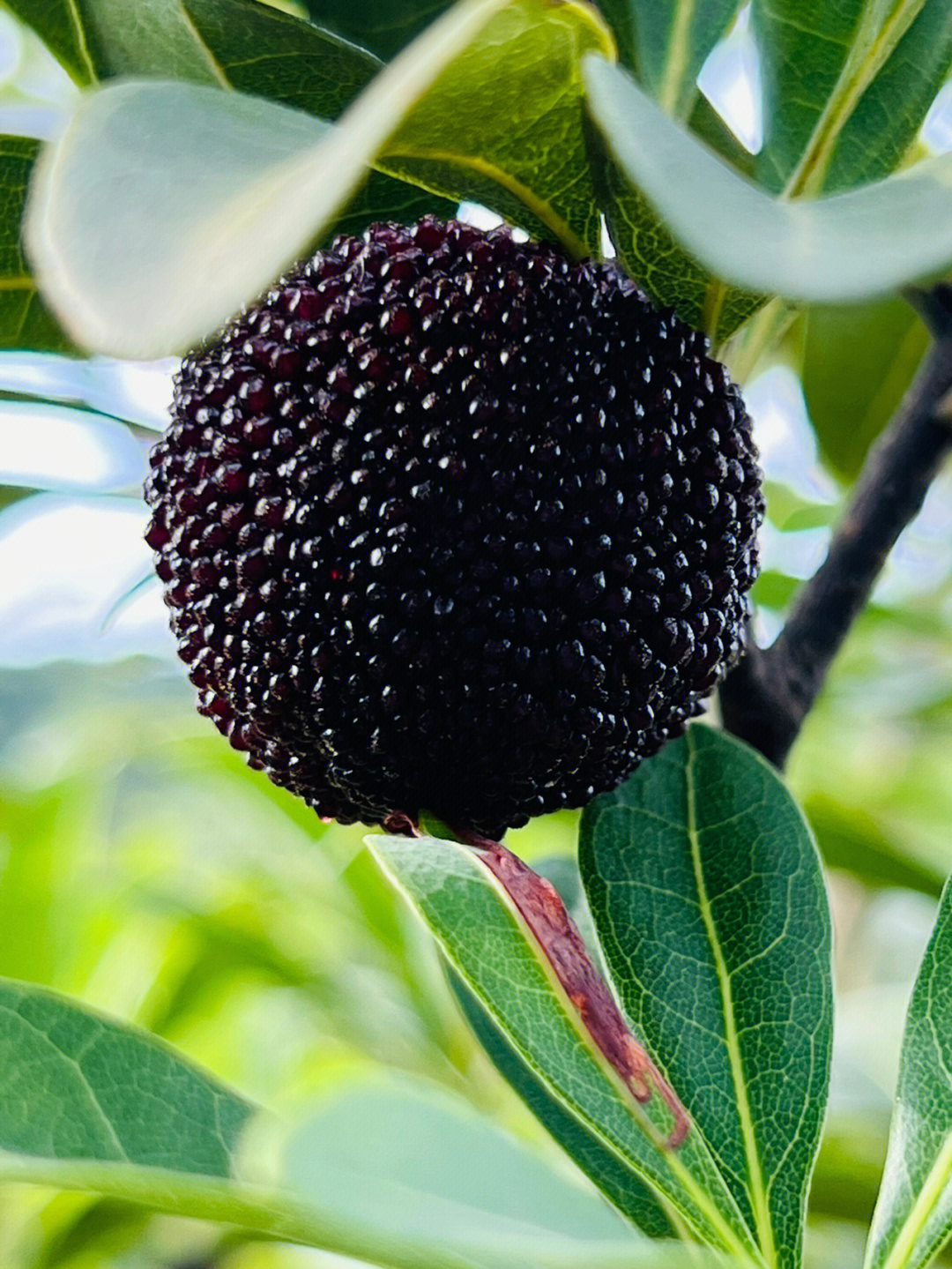 结黑色的小果的植物图片