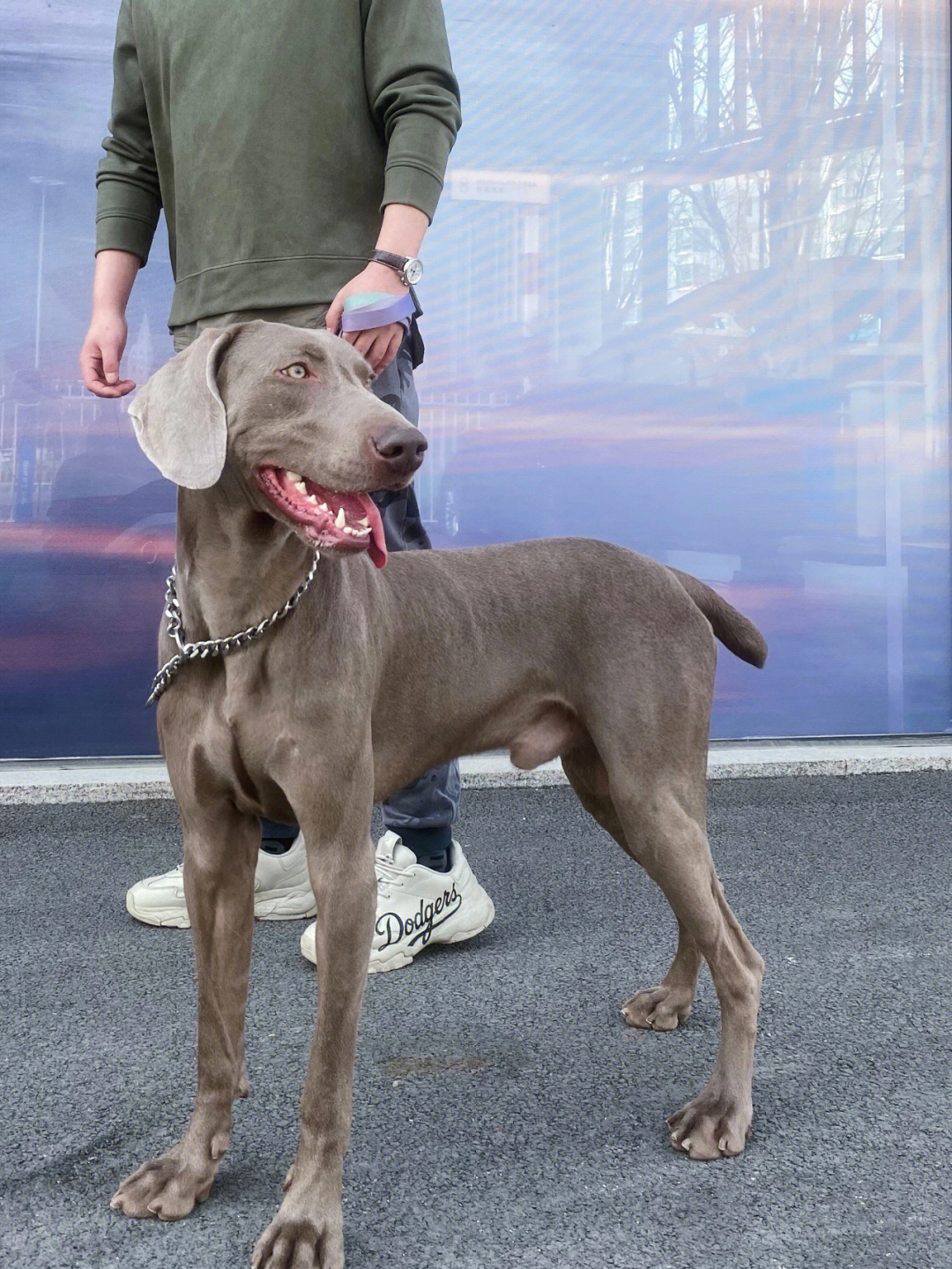 山东青岛的魏玛犬威玛猎犬