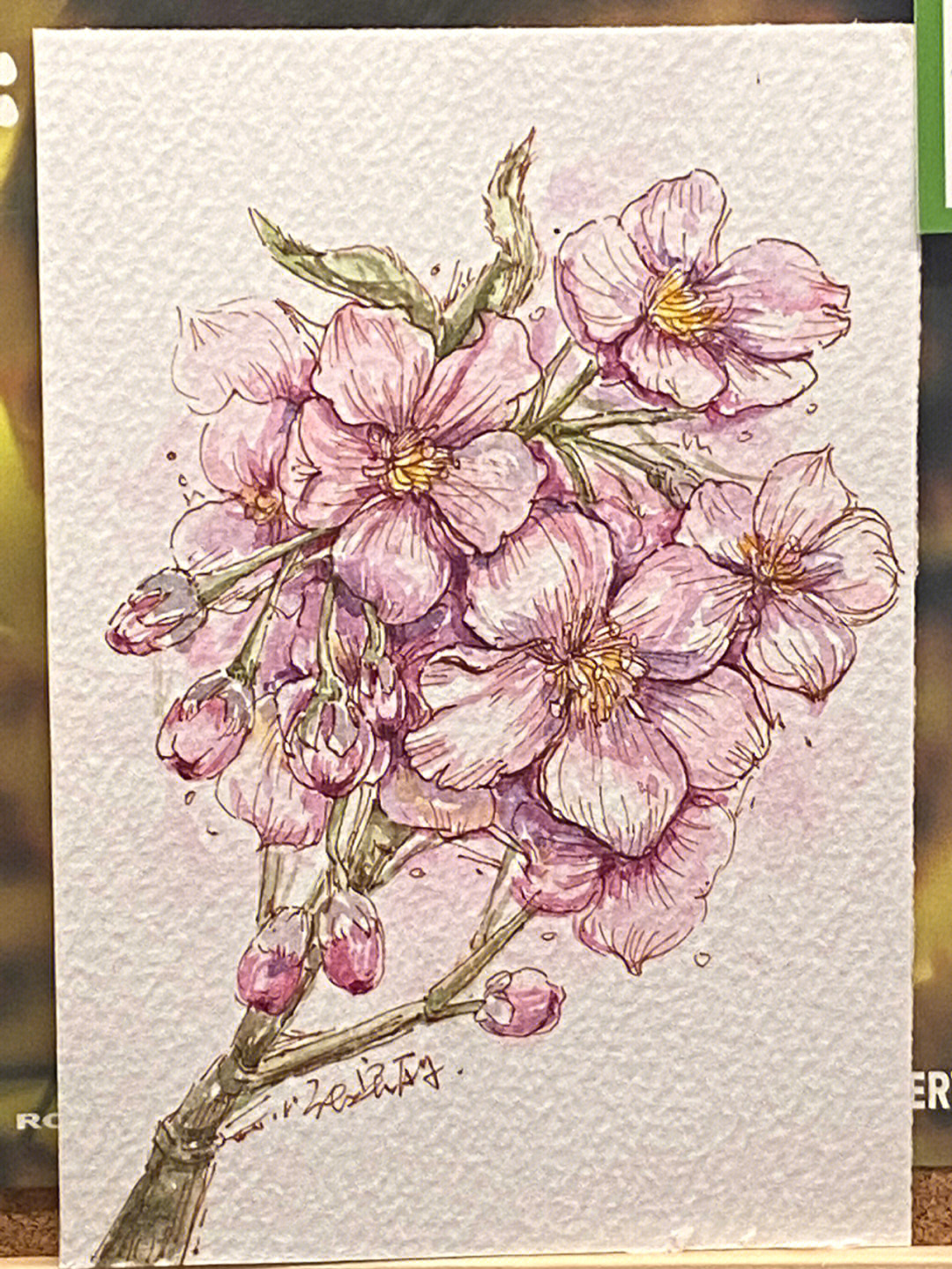 樱花的简单画法马克笔图片
