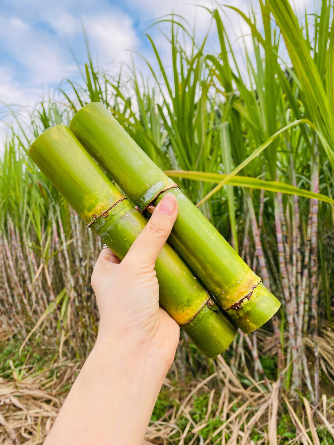 瑞安陶山甘蔗