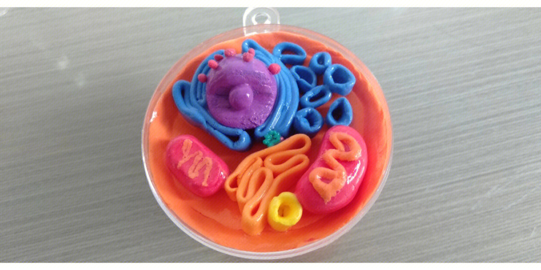 动物细胞模型粘土简单图片