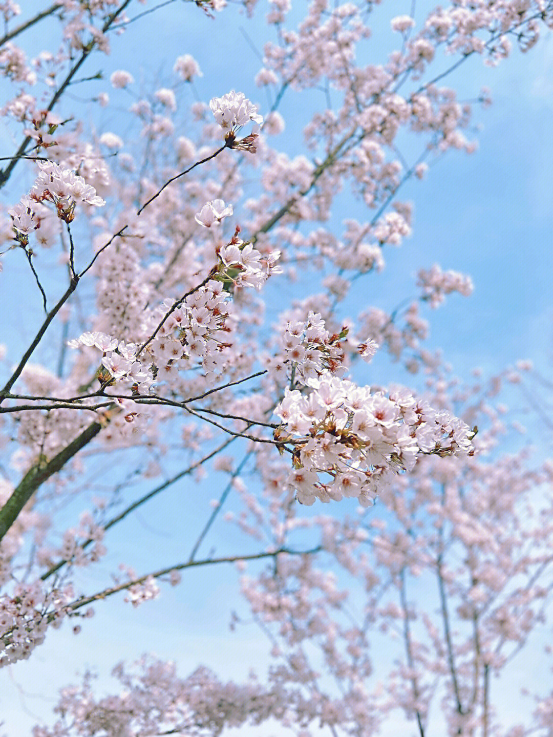 大洋湾樱花图片