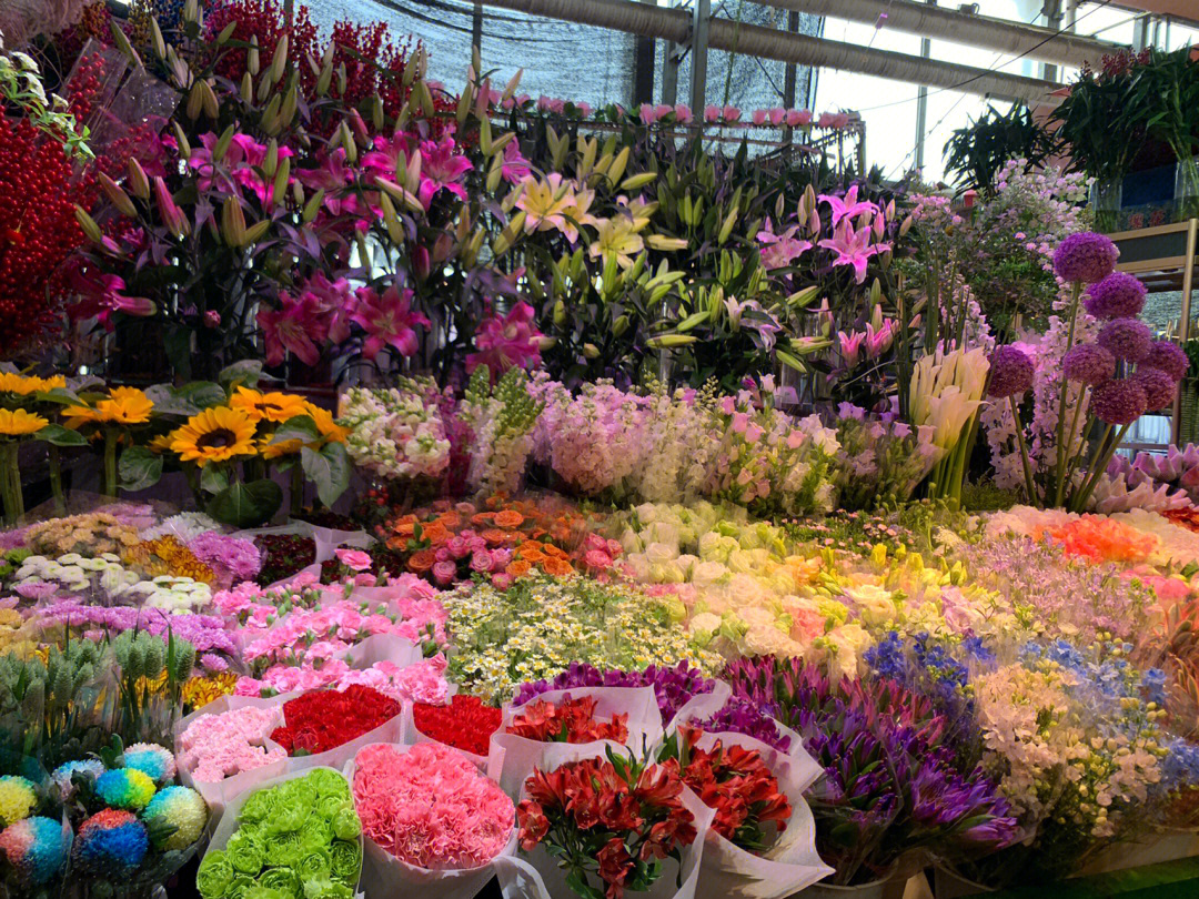 北京朝来春花卉市场