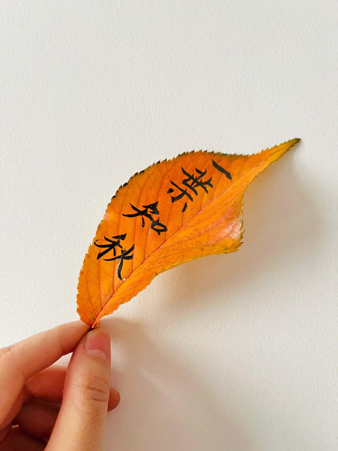 小区里捡了几片树叶,只可惜没有银杏叶毛笔在树叶上比想象中的好写,看