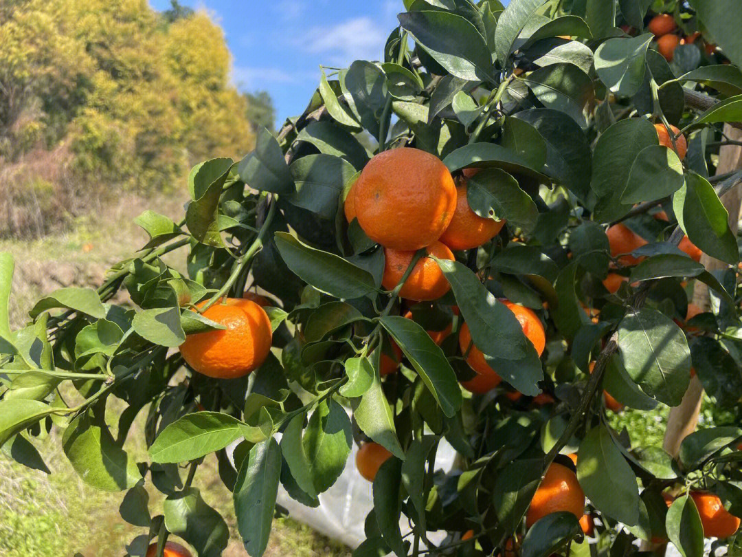 正宗广西砂糖橘甜过初恋