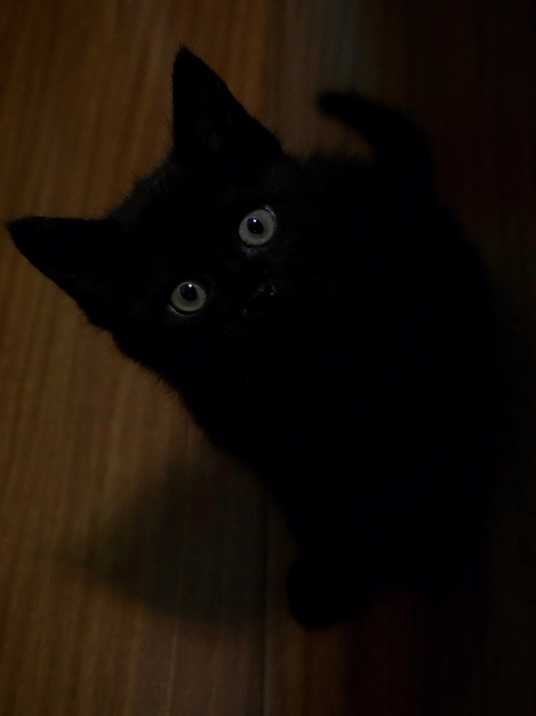 黑猫唯一能看清的就是眼睛