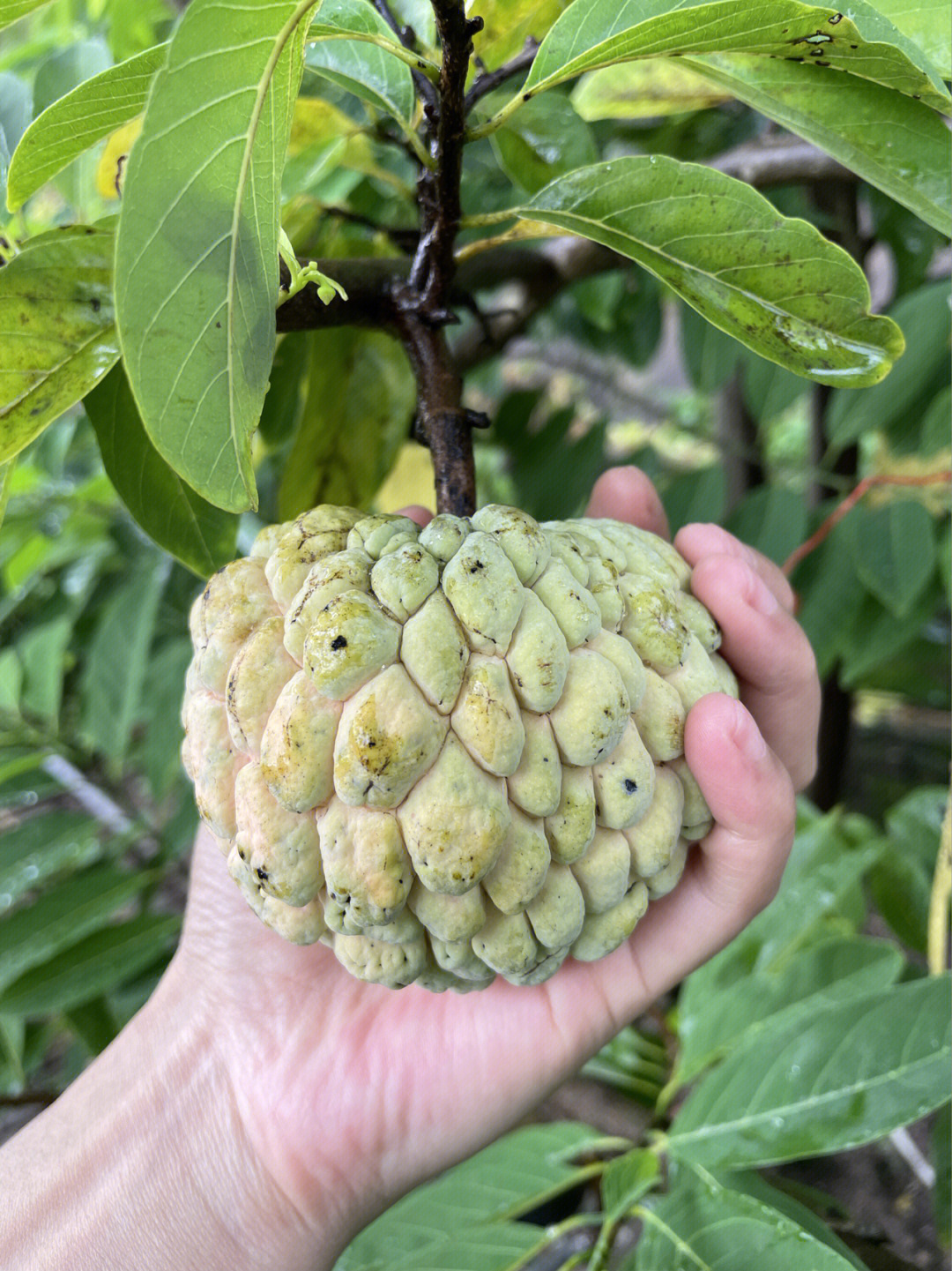 food番鬼荔枝熟了