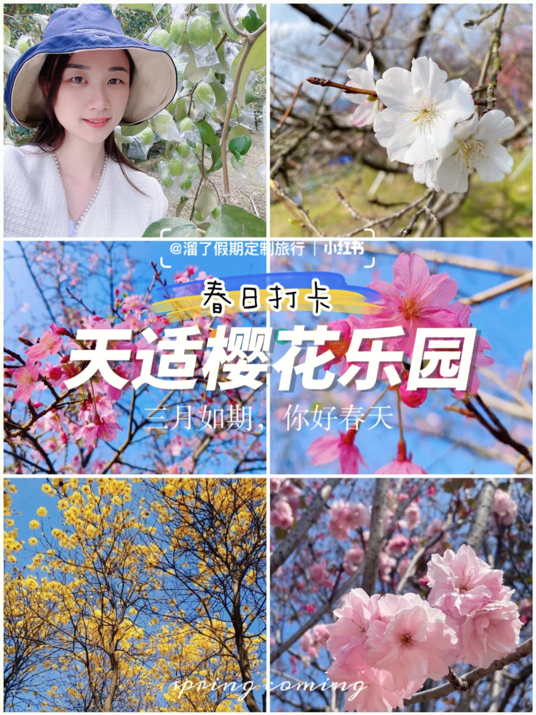 从化天适樱花园门票图片