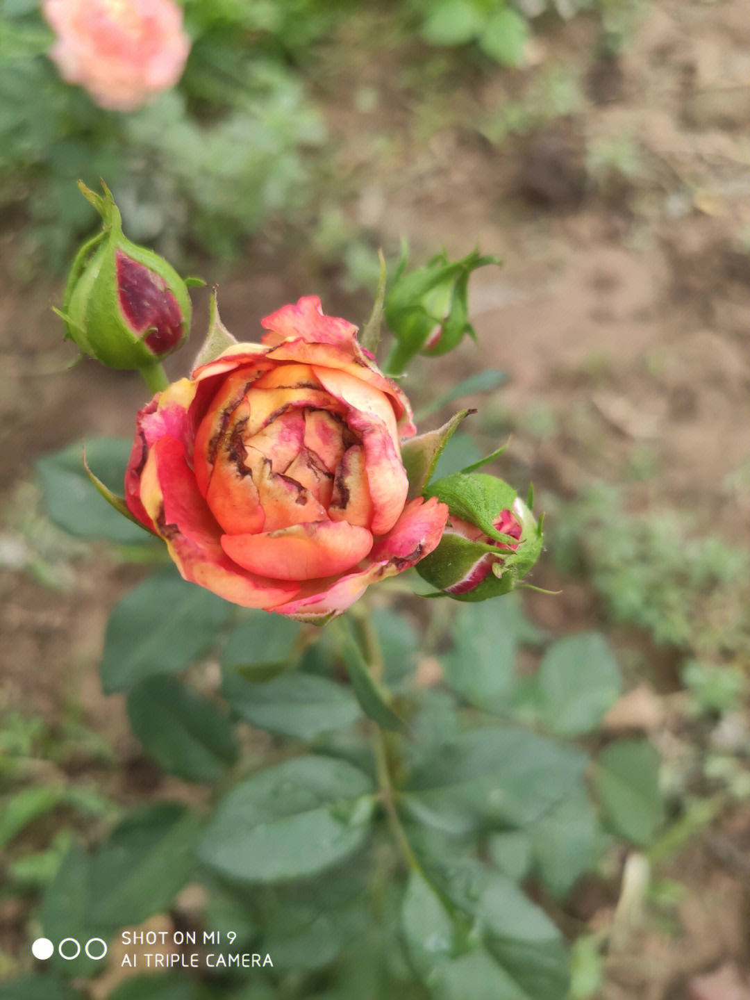 月季花骨朵低头的原因图片