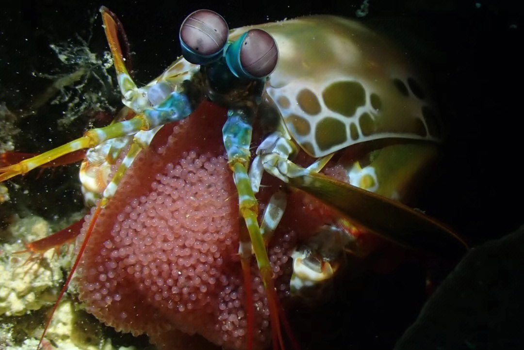 螳螂虾卵孵化图片