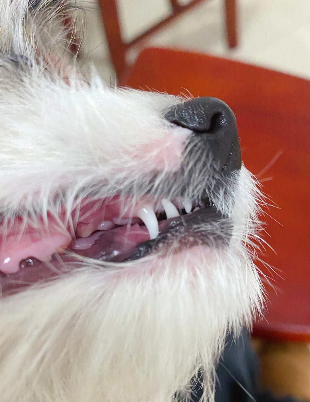 狗狗牙齿对照图图片