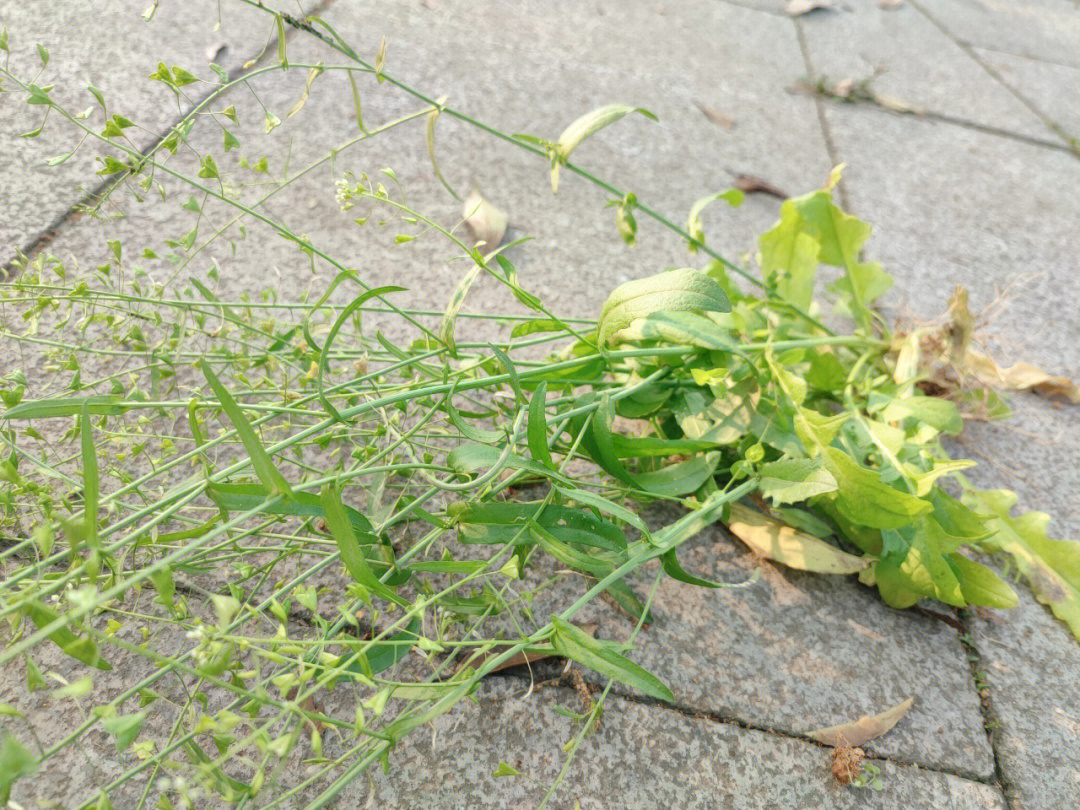 假荠荠菜图片 开花图片